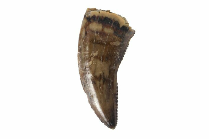 Serrated, Raptor Tooth - Judith River Formation #128542